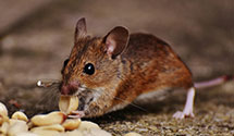 24 Hour & Emergency Exterminators in Summit Avenue, NJ